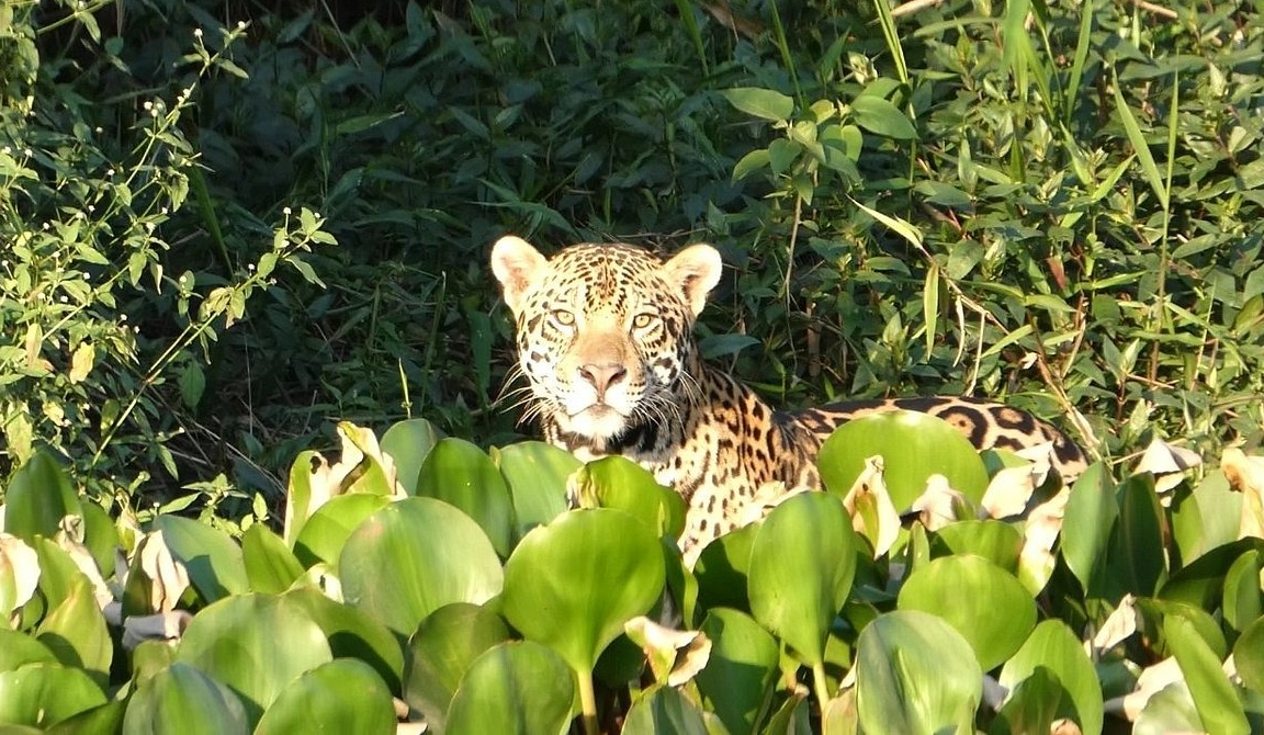Onça-pintada no Pantanal Norte, Cuiabá